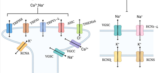 Nav1.7/1.8: Cutting-Edge Targets and Clinical Advances in Analgesic Drug Development