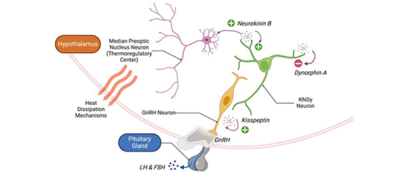 The Wave of New Drugs for Hot Flashes | A Review of Notable Drug Advances