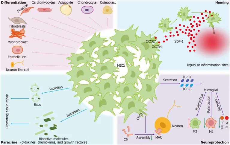 Stem cell therapy ushers in a new era in Parkinsons disease treatment(图4)