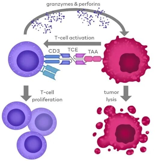 瀚枢生物 | TCE药物体外免疫活性评价平台，驱动药物高效研发(图2)