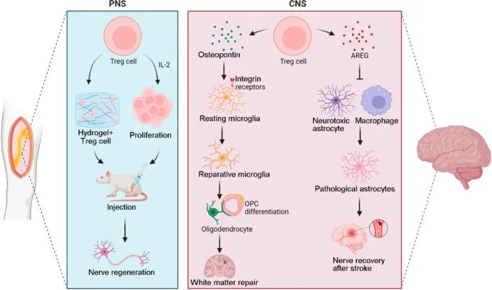 How Treg cells break through and treat ALS(图2)