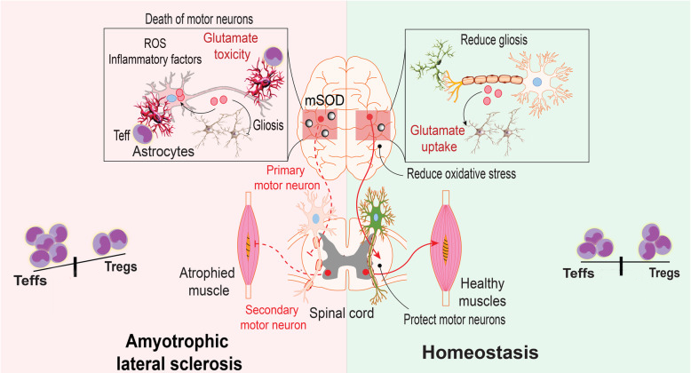 How Treg cells break through and treat ALS(图3)