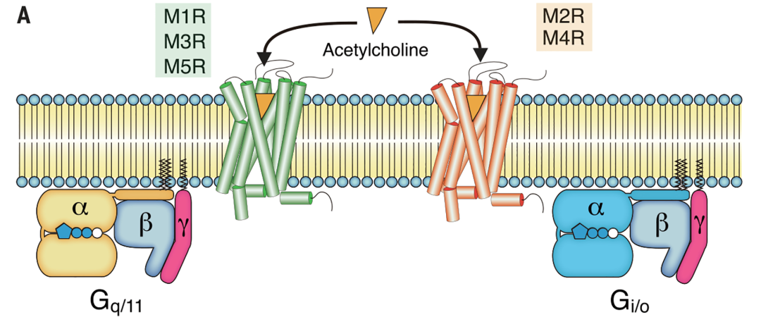 Decoding Muscarinic Receptors to Drive R&D of Novel Neuropsychiatric Drugs(图2)