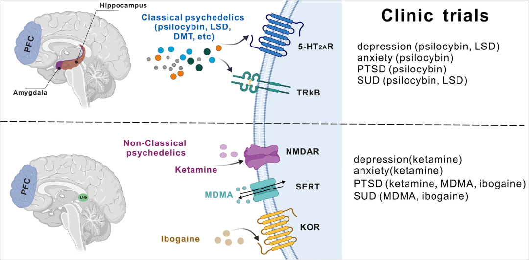 Repositioning Psychedelics: Unlocking New Therapeutic Potentials for CNS Disorders(图3)